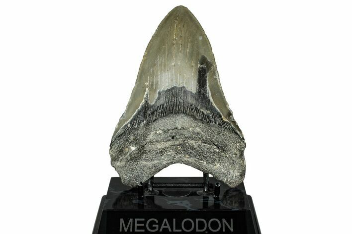 Fossil Megalodon Tooth - North Carolina #328405
